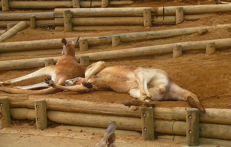 多摩動物公園のカンガルー