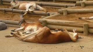 多摩動物公園のカンガルー