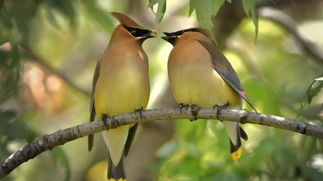 鳥の夫婦