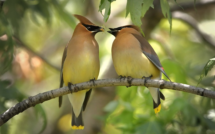 鳥の夫婦